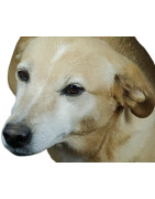 PES  Kožené a textilní pamlskovníky doplňky pro psy kočky a mazlíčky